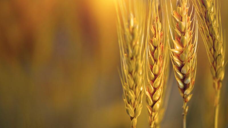 Új impulzusokat nyert a martonvásári nemesítési program – Agrárszektor

A martonvásári nemesítési tevékenység új szakaszba lépett, friss energiákkal és innovatív megoldásokkal gazdagodva. A szakemberek célja, hogy a helyi fajták versenyképességét növeljék