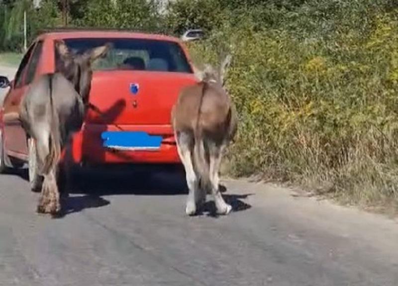 Vizsgálatot indítottak: egy nő két szamarat vontatott az autója mögött, miközben az állatok sajnálatos módon a jármű után követték őt.