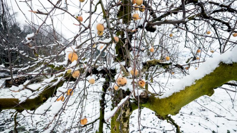 Hirtelen megérkezett a tél: a városok fehérbe borultak, és a hó már mindenütt vastag réteget képezett. Az agrárszektor számára ez új kihívásokat és lehetőségeket egyaránt rejteget.