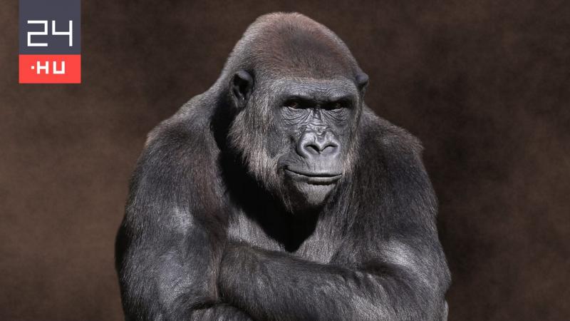 Egy vad gorilla tört be a kifutójába, szétzúzva az üvegfalat – számolt be róla a 24.hu.